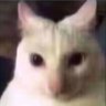 YinMeow's profile picture