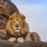 Фото профиля 🐅🐅 Khawar Malik 🐅🐅