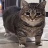 irazz profil fotoğrafı