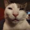 Sasuto's profile picture