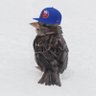 Suns's profile picture