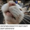 SakuPepu 的头像