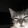 Фото профиля meoww