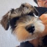 Billy the kid_犬に飼われてる外資系IT営業 的头像