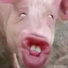 Profilbild von Ssneka