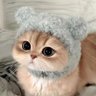 おもしろ猫動画アカウント's profile picture