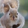かんなづき＠JapaneseSquirrel profil fotoğrafı