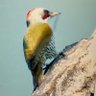 Freelikeabird's profile picture