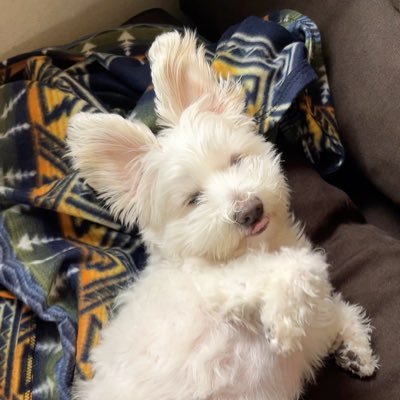 maltipooloki's profile picture