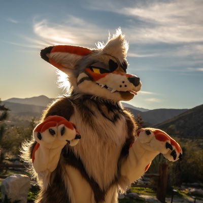 lake_coyote's profile picture
