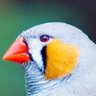 Noticer's profile picture