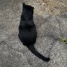 カツオノニボシ profil fotoğrafı
