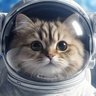 fetishcat's profile picture