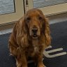 Profilbild von Menzli luc