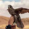 Фото профиля فواز الفرِح 🦅