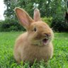 Profilbild von da bun