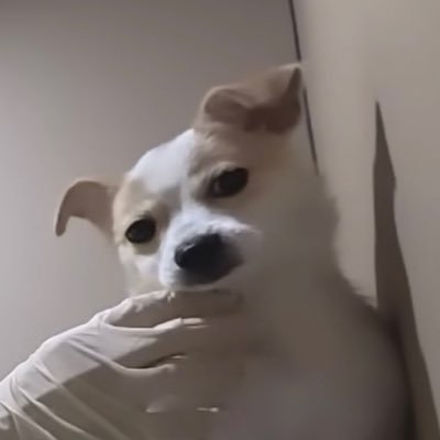 perciellq's profile picture