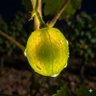 Glowing Grapes's profile picture