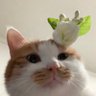 不想再早起了老天奶 profil fotoğrafı