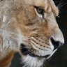 Leona's profile picture