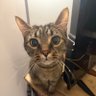 CatsRHomies's profile picture