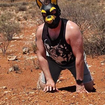 PupSentinel's profile picture