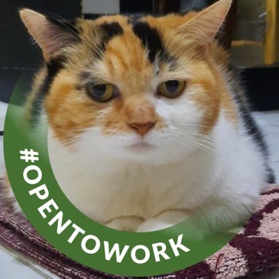 Jaklingko Cat's profile picture