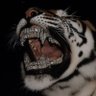 Profilbild von Manlov_mx