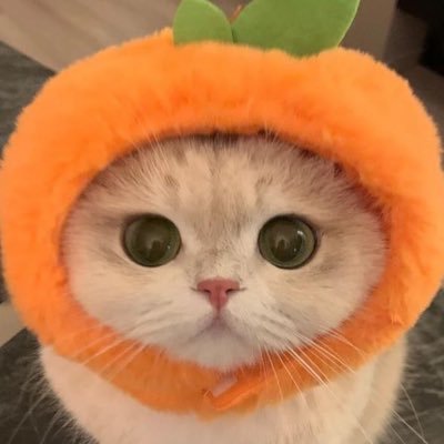 pcn. 🦮🐈 🐾's profile picture
