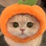 Profilbild von pcn. 🦮🐈 🐾