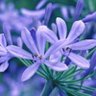 アガパンサス profil fotoğrafı