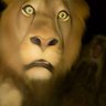 Naclon Linda's profile picture