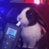 Momma Bun's profile picture