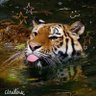 Profilbild von Elang (Ekor Belang)