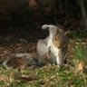 SQuirreL 的头像