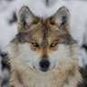 Profilbild von Anatolian Wisdom