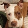 Kratos The Pitty profil fotoğrafı