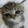 Фото профиля fuckass kitten