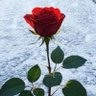 𝕄𝕦𝕙𝕒𝕞𝕞𝕒𝕕 ℤ𝕠𝕙𝕒𝕚𝕓 𝕊𝕒𝕟𝕚 profil fotoğrafı