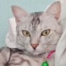 Pomelo 🌻🌷's profile picture