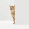 Profilbild von pawtasy