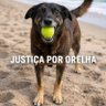 Crica RJ profil fotoğrafı