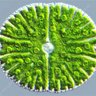 Profilbild von Micrasteriasdentata