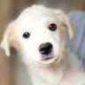 Crisha profil fotoğrafı