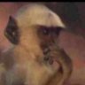 Profilbild von AKOREDE