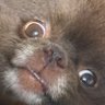 ⭐️Frog ⭐️'s profile picture