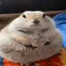 luffy's profile picture