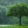 Petrichor 的头像