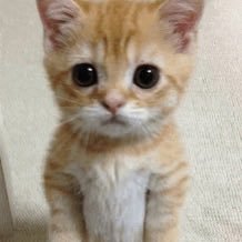 Mitchell Kun's profile picture