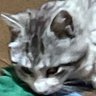 🐱の守り人 的头像